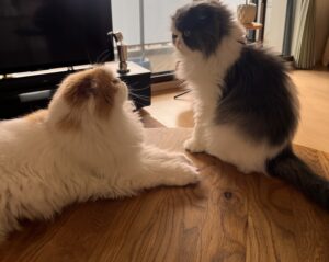 最近の愛猫達🐱 武蔵浦和理容室MOLGECO (モルジェコ)